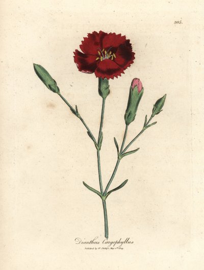 Crimson carnation, clove pink, Dianthus caryophyllus by James Sowerby