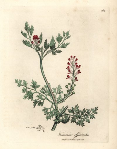 Crimson Flowered Fumitory, Fumaria officinalis by James Sowerby