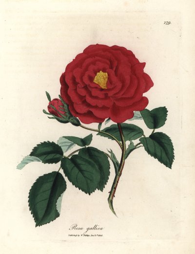 Crimson officinal rose, Rosa gallica by James Sowerby