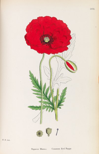 English Botany, 1790-1800 by James Sowerby