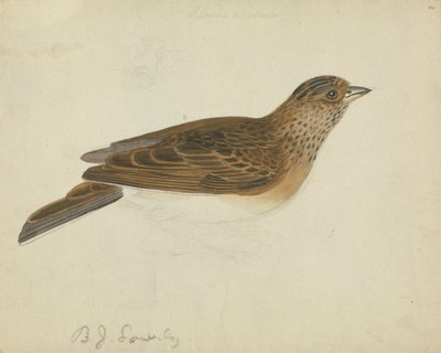 Eurasian Skylark by James Sowerby