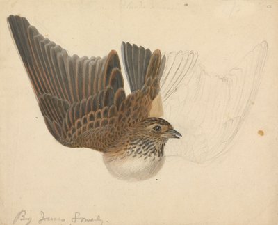 Eurasian Skylark by James Sowerby
