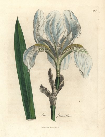 Florentine iris, Iris florentina by James Sowerby