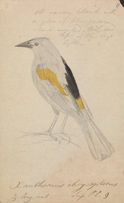 Golden-winged Cacique by James Sowerby