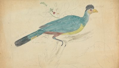 Great Blue Turaco by James Sowerby