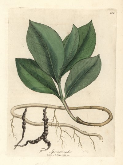 Ipecacuan, Ipecacuanha by James Sowerby