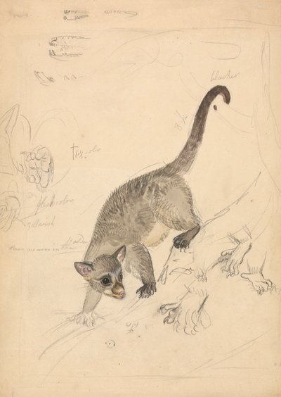 Kinkajou by James Sowerby