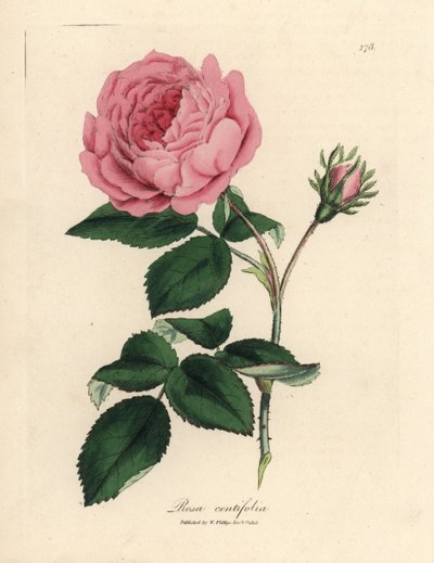 Large pink hundred-leaved rose, Rosa centifolia by James Sowerby