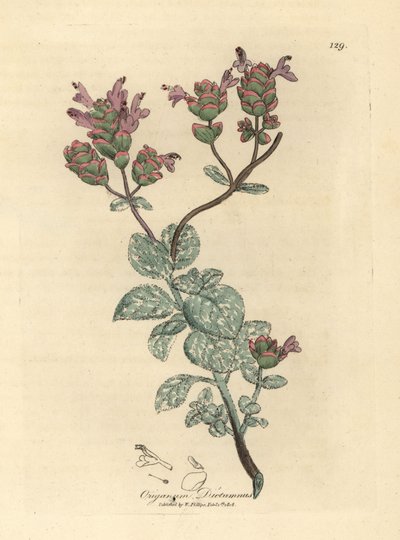 Lilac flowered dittany of Crete, Origanum dictamnus by James Sowerby