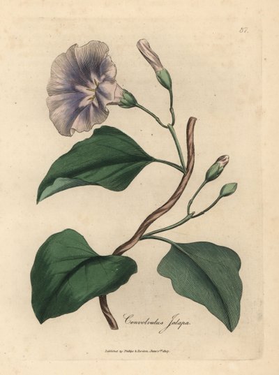 Lilac Flowered Jalap Bindweed, Convolvulus jalapa by James Sowerby