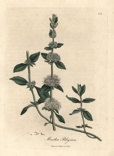 Lilac flowered pennyroyal mint, Mentha pulegium by James Sowerby