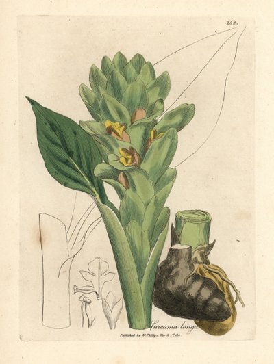 Long-rooted turmeric, Curcuma longa by James Sowerby