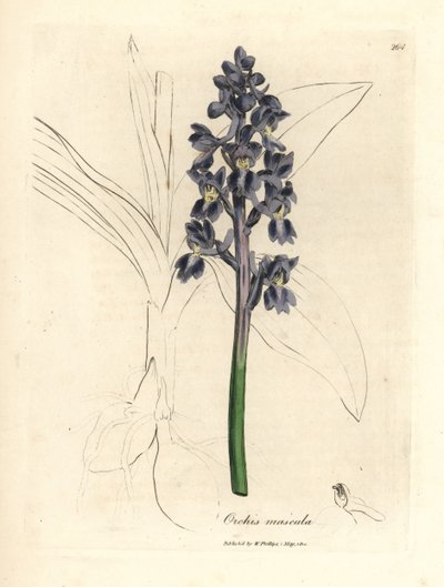 Male orchis, Orchis mascula by James Sowerby