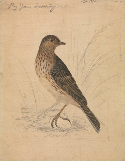 Meadow Pipit by James Sowerby