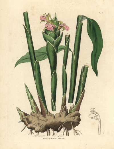 Narrow leaved ginger, Zingiber officinale by James Sowerby