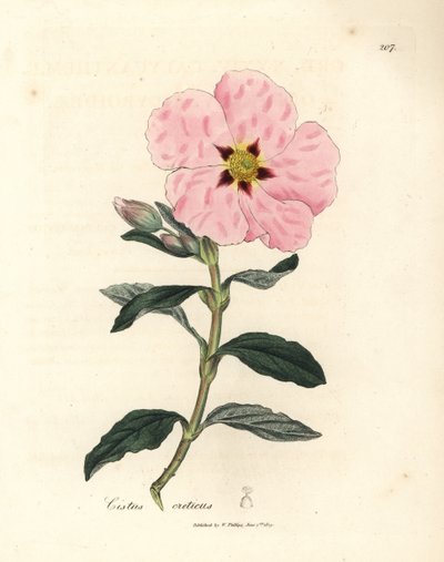 Pink flowered Cretan cistus, Cistus creticus by James Sowerby
