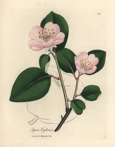 Pink Flowered Quince Tree, Pyrus cydonia by James Sowerby