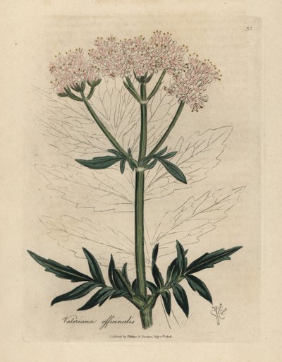 Pink Flowered Valerian, Valeriana Officinalis by James Sowerby