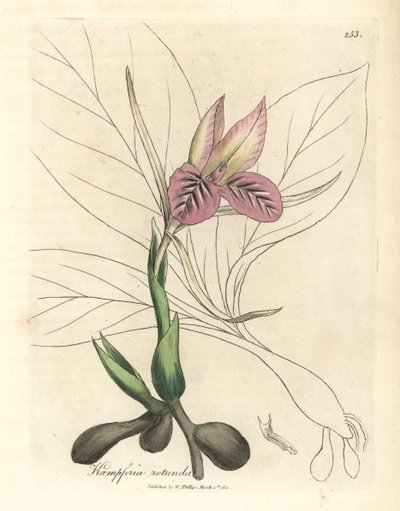 Pink flowered zedoary, Kaempferia rotunda by James Sowerby