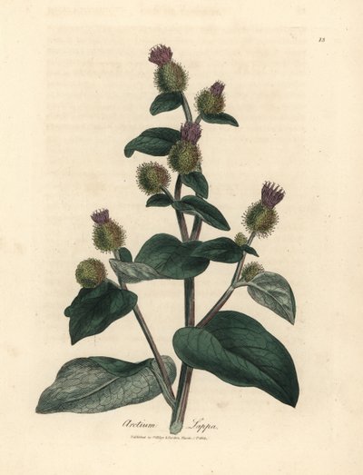 Purple flowered burdock, Arctium lappa by James Sowerby