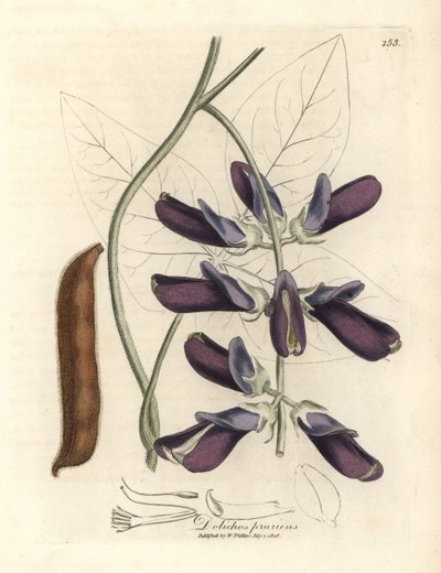 Purple Flowered Cowhage Dolichos, Dolichos pruriens by James Sowerby
