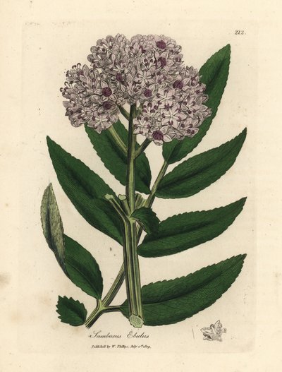 Purple flowered dwarf elder tree, Sambucus ebulus by James Sowerby