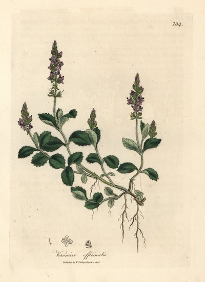 Purple flowered veronica, Veronica officinalis by James Sowerby