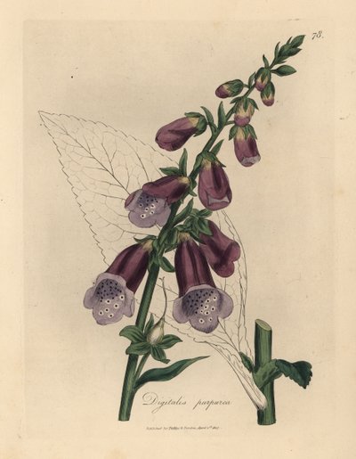 Purple foxglove, Digitalis purpurea by James Sowerby