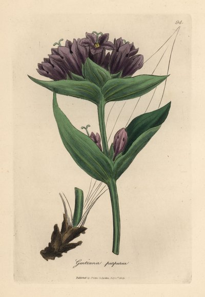 Purple gentian, Gentiana purpurea by James Sowerby