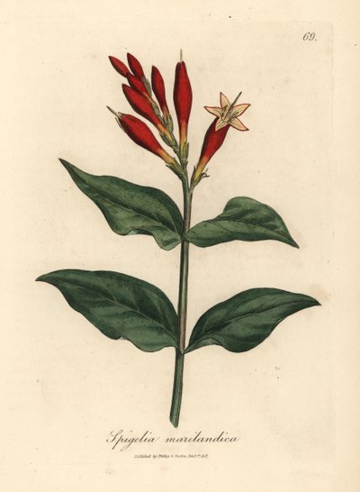 Scarlet flowered Indian pink, Spigelia marilandica by James Sowerby