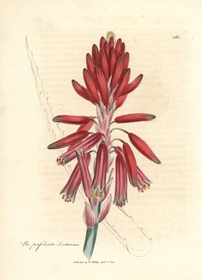 Socotorine aloe, Aloe perfoliata socotorina by James Sowerby