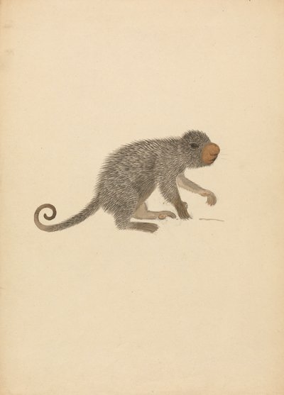 South American Porcupine by James Sowerby