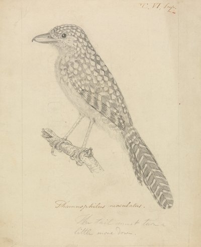 Spot-backed Antshrike by James Sowerby
