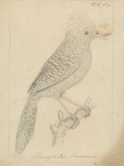 Tufted Antshrike by James Sowerby