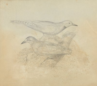 Two Birds on a Branch by James Sowerby