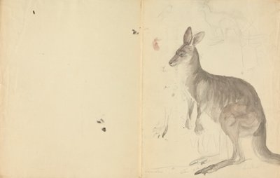 Two Kangaroos with Details by James Sowerby