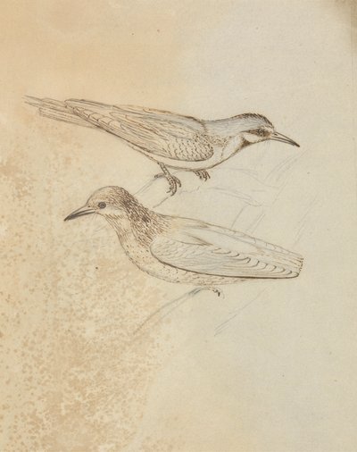 Two Tree Creepers? by James Sowerby