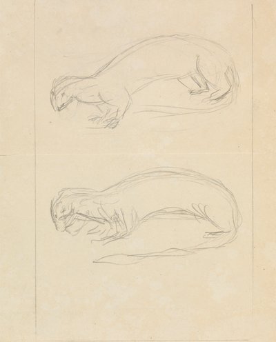 Two Weasels by James Sowerby