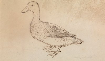 White-faced Whistling Duck by James Sowerby