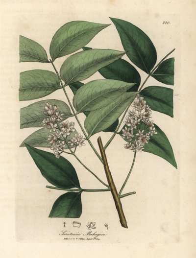 White blossomed mahogany tree, Swietenia mahogani by James Sowerby