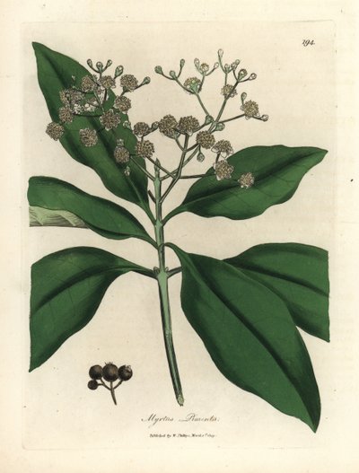 White flowered all-spice tree, Myrtus pimenta by James Sowerby