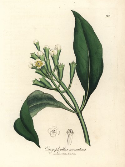 White flowered clove spice tree, Caryophyllus aromaticus by James Sowerby
