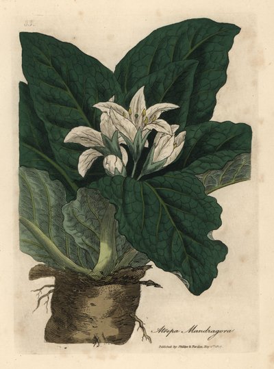 White Flowered Mandrake by James Sowerby
