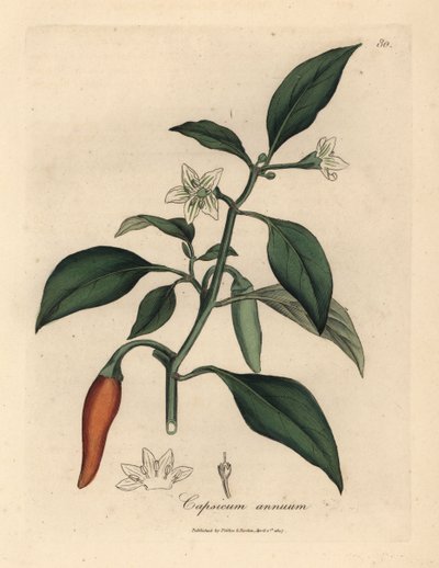 White flowered, scarlet guinea pepper, Capsicum annuum by James Sowerby