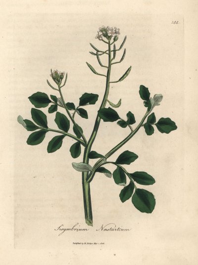 White flowered watercress, Sisymbrium nasturtium by James Sowerby