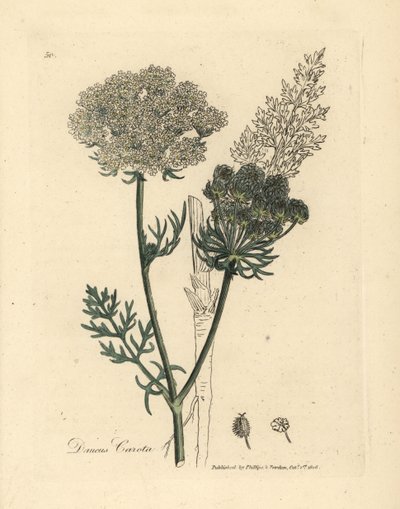 White flowered wild carrot plant, Daucus carota by James Sowerby
