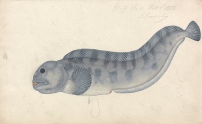 Wolf Fish by James Sowerby