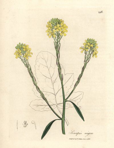 Yellow Flowered Black Mustard, Sinapis nigra by James Sowerby