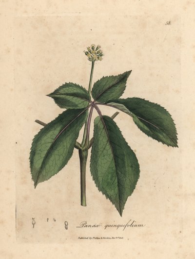 Yellow Flowered Ginseng Plant by James Sowerby