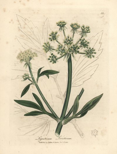 Yellow flowered lovage, Ligusticum levisticum by James Sowerby